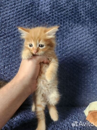 Котята бесплатно