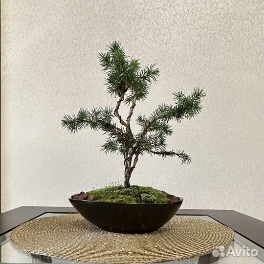 Дерево бонсай ель