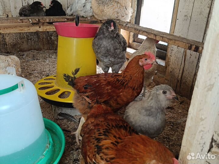 Молодые петушки