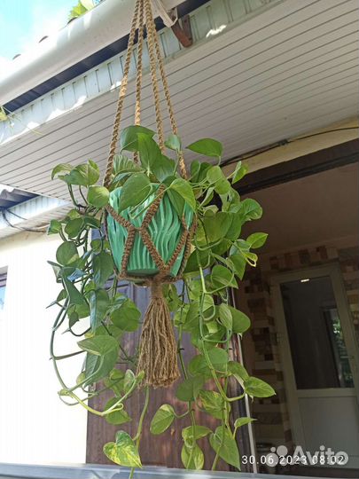 Сциндапсус