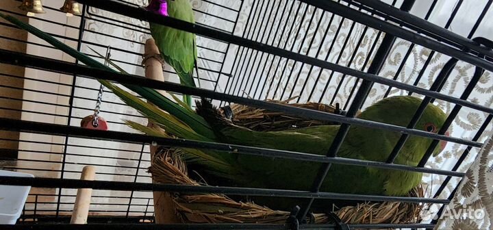 Ожереловый попугай птенец