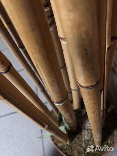 Искусственное дерево натуральный бамбук