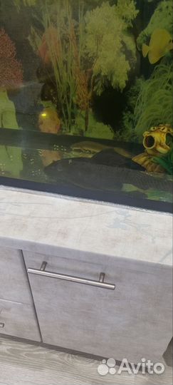 Аквариум с рыбками бу