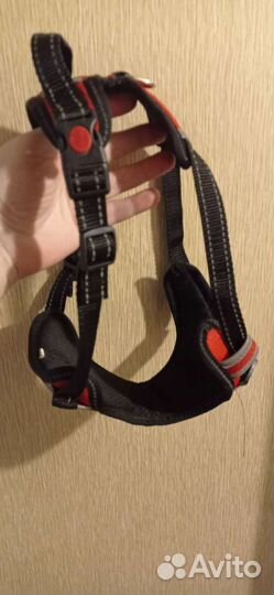 Шлейки, ошейник