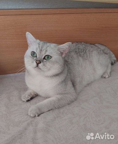 Вязка с британским котом ценного окраса