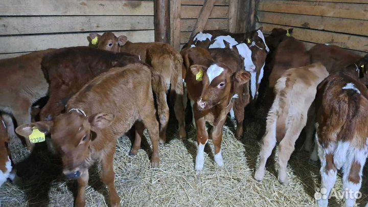 Телята бычки с доставкой