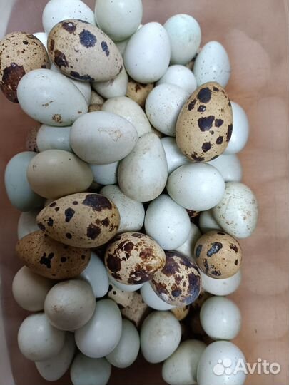 Яйца перепелиные домашние