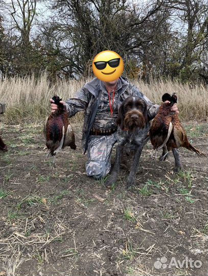 Вязка рабочий Дратхаар