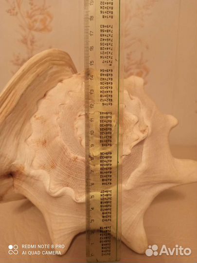 Большая морская ракушка