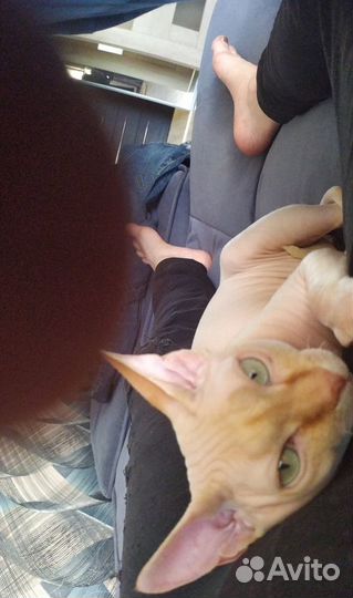 Канадский сфинкс кот вязка