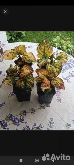 Колеусы сортовые