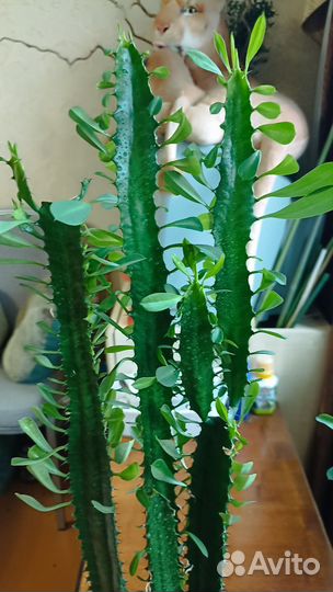 Молочай трехгранный