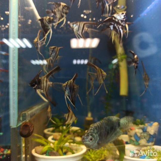 Аквариумные рыбки