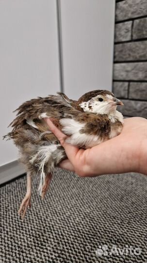 Инкубационное яйцо перепелов породы селадон