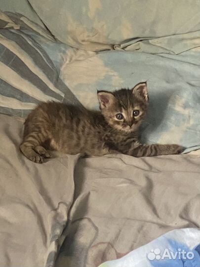 Котенок ищет дом