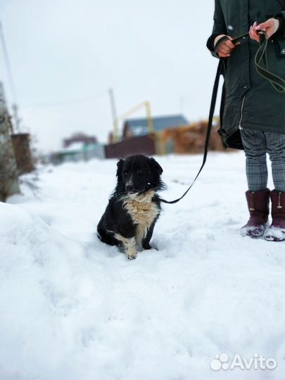 Небольшой пёсик, 1,5 года