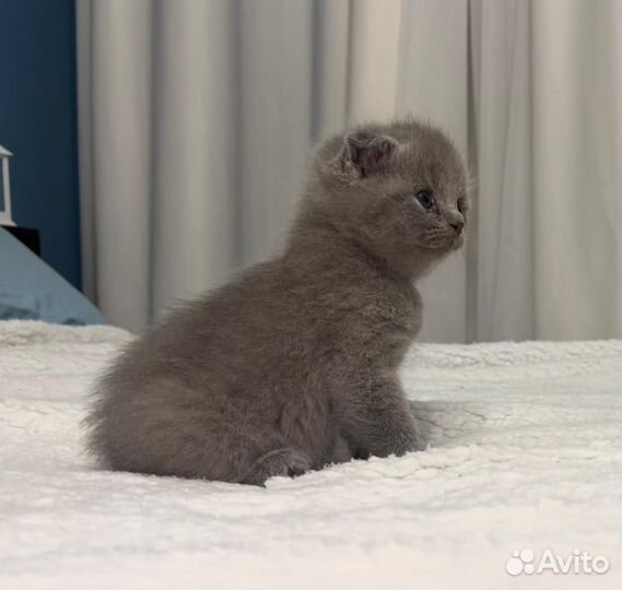 Шотландские вислоухие котята