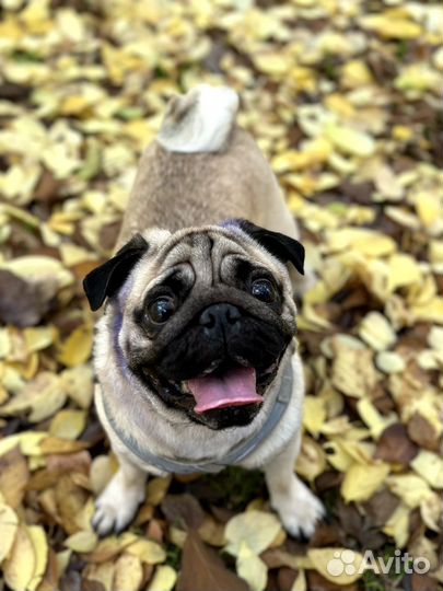 Мопс вязка мальчик