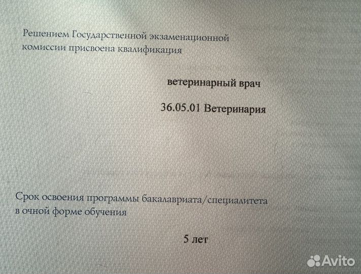 Передержка собак