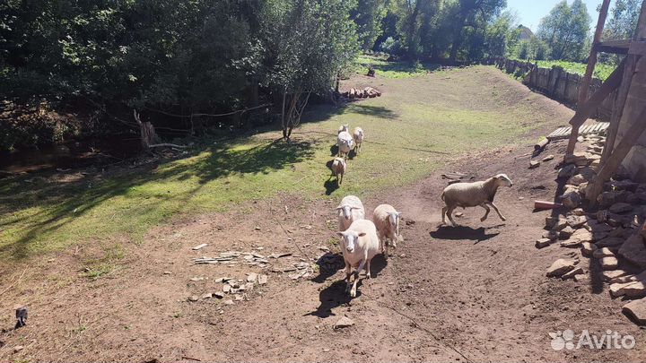 Катумские овцы