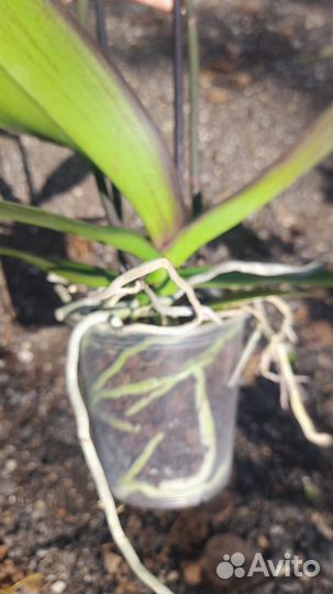 Орхидея фаленопсис бабочка magic art