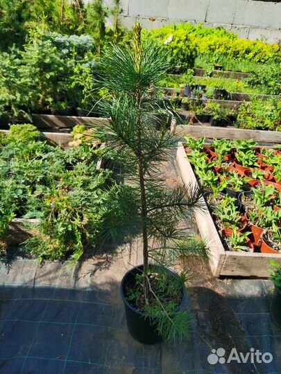 Сосна кедровая сибирская