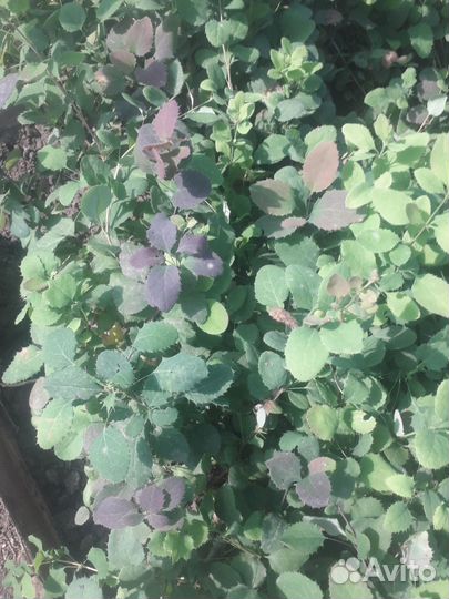 Барбарис садовый