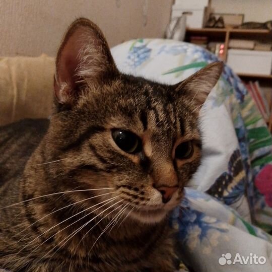Европейская