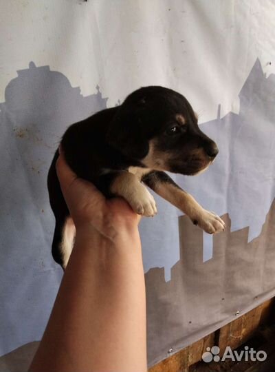 Щенки помесь пинчера