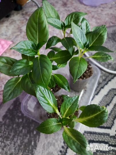 Пеларгонии, бегонии, колеусы, бальзамины и другие