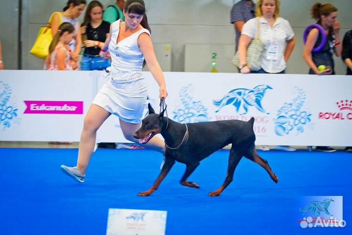 Подготовка собак к выставкам, дог фитнес