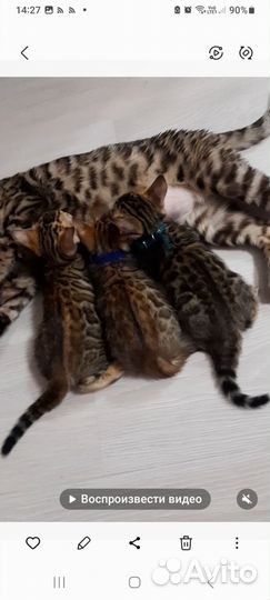 Бенгальские котята