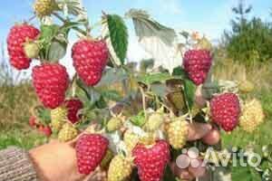 Саженцы малины ремонтантная 5 сортов