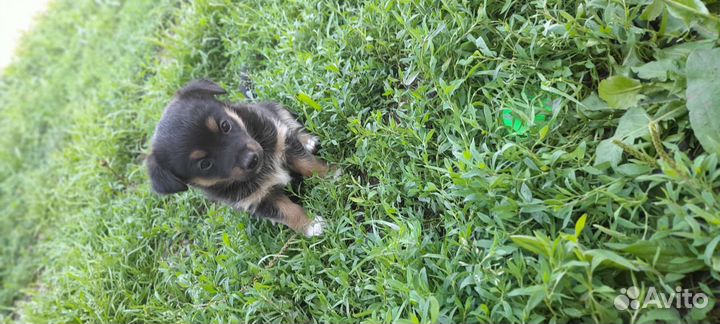 Щенки фокстерьер