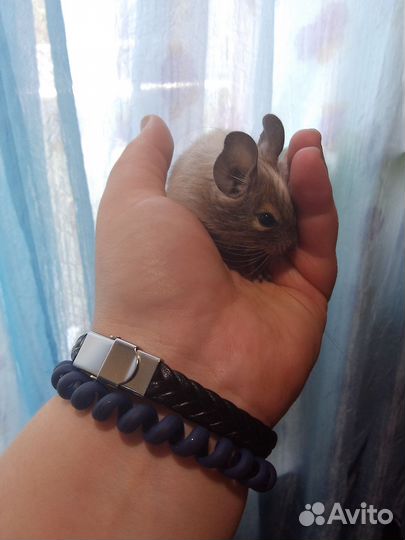 Белочка Дегу