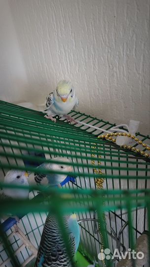 Птенцы волнистый попугай