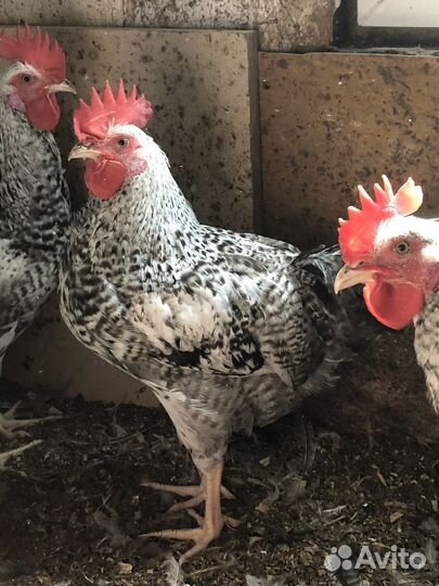 Петушки на племя