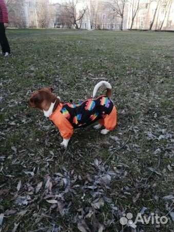 Комбинезоны для собак