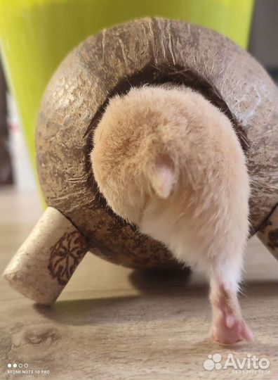 Домик для грызунов