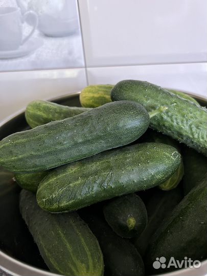 Огурцы за шоколадку