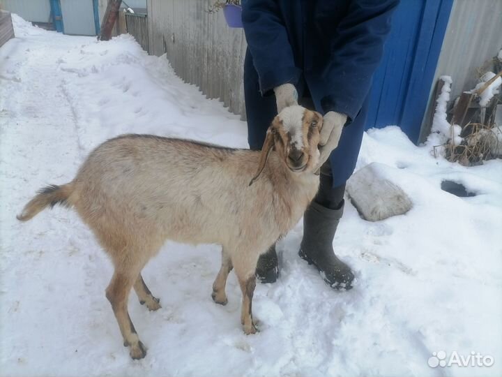 Козочка %% на племя