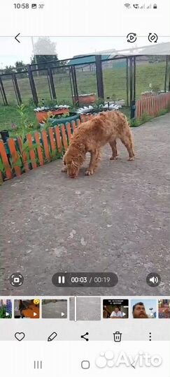 Две девочки спаниели,нашла на трассе