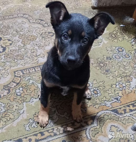 Щенки бесплатно