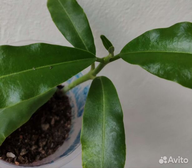 Хойя Империалис альба