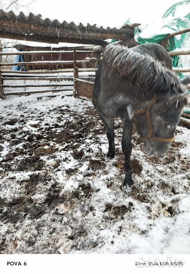 Продам лошадь