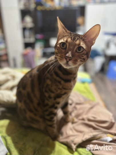 В добрые руки