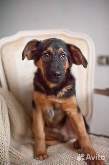 Собака в добрые руки щенок