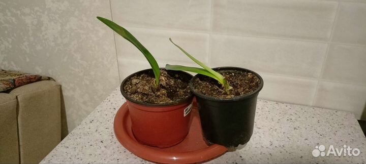 Гиппиаструм