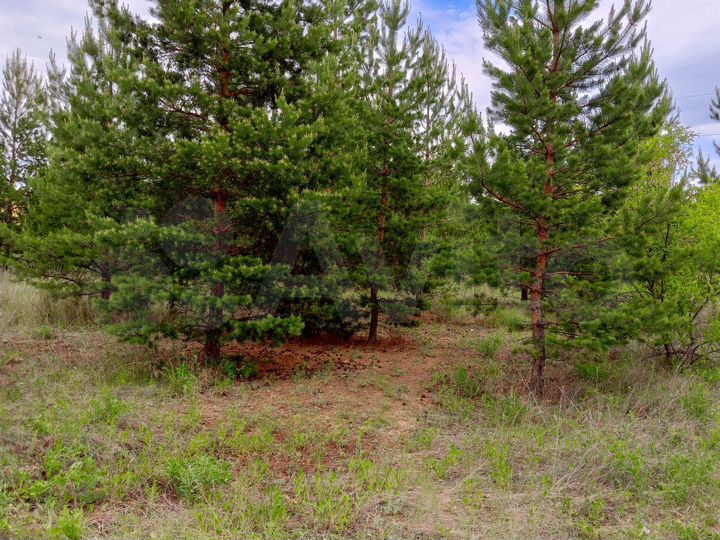 Участок 12 сот. (СНТ, ДНП)