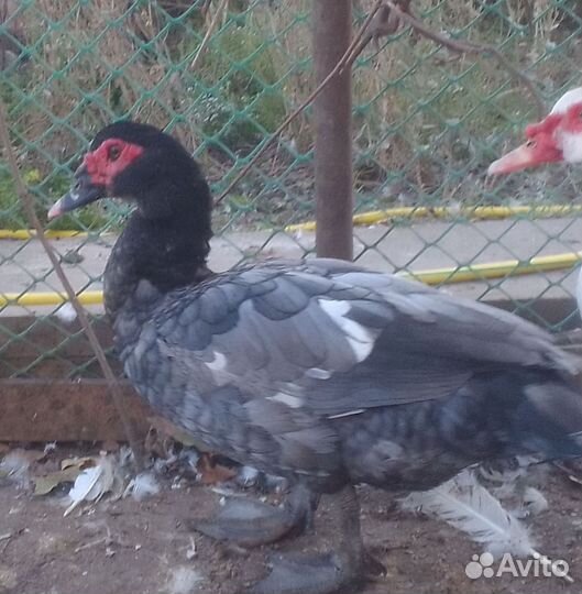 Индоутки Тяжелая линия